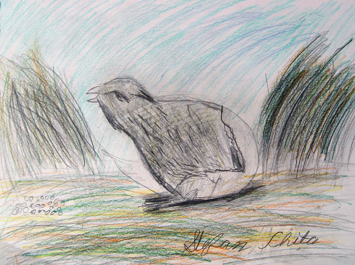 Chick
