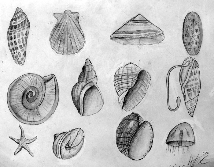 Shells