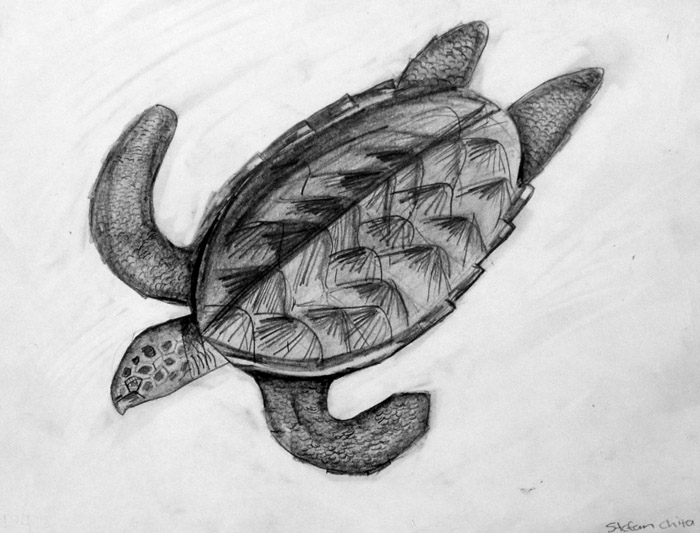 Turtle