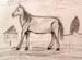 Horse_2