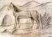 Horse_3