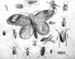 Insects