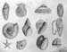 Shells