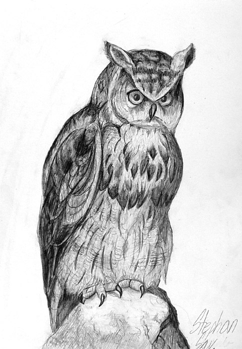 Owl