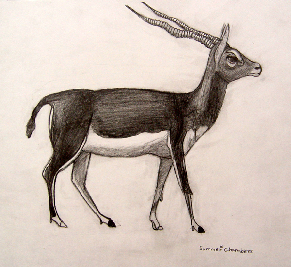 Blackbuck