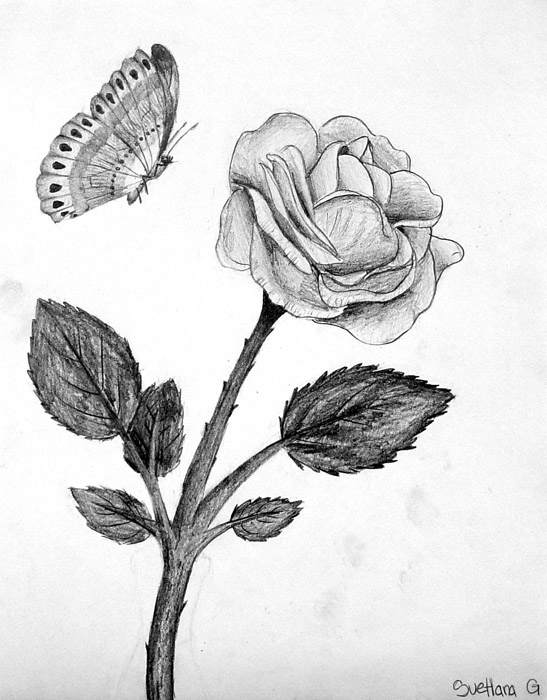 A_rose_amd_a_bee