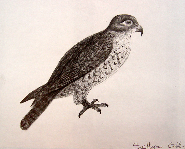 Bird_2