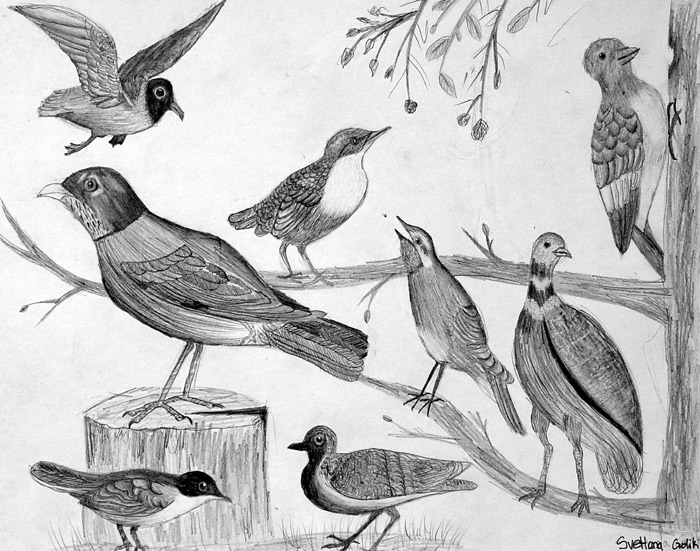 Birds_2