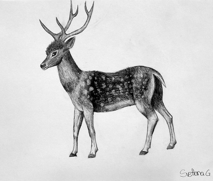 Deer