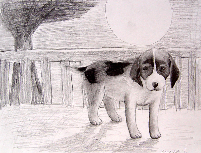 Dog