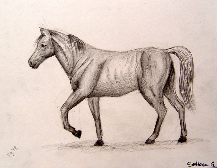 Horse