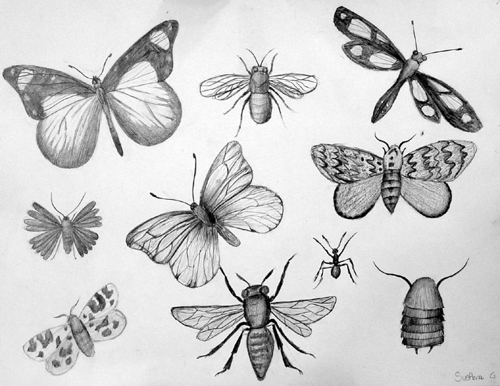 Insects