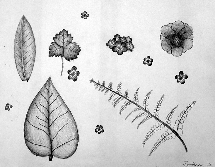 Sketches