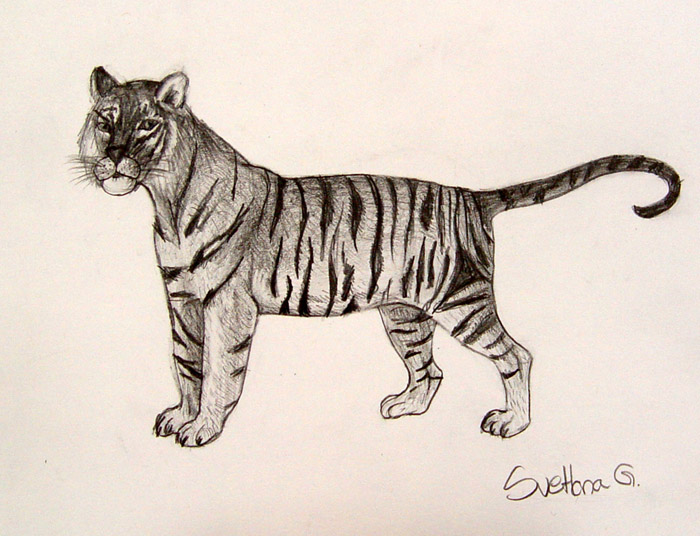 Tiger