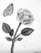 A_rose_amd_a_bee