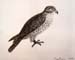 Bird_2