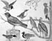 Birds_2