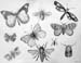 Insects