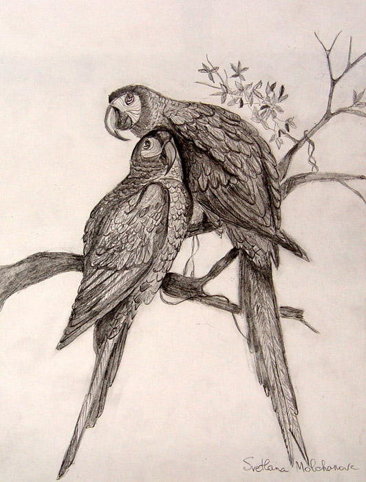Birds_2