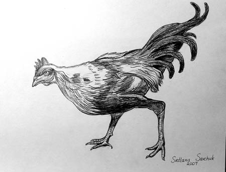 Rooster