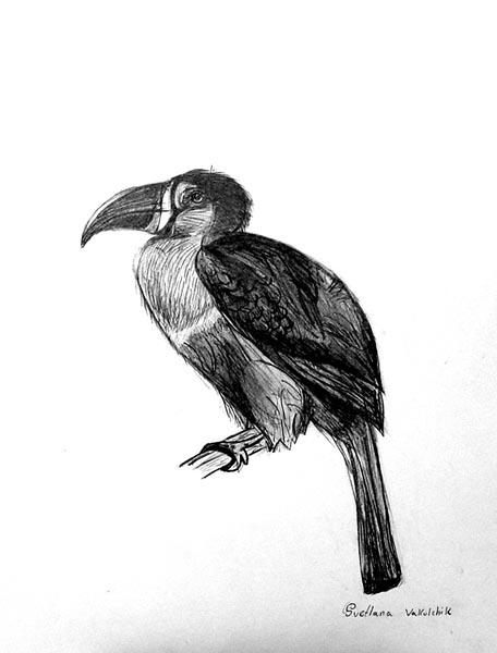 Bird