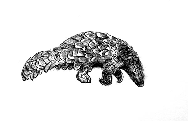 Pangolin