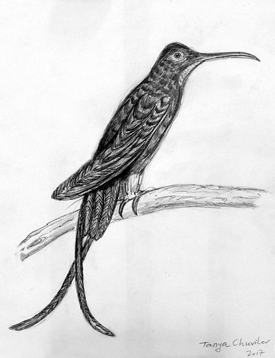 Bird