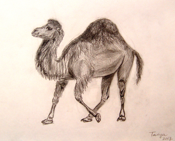 Camel