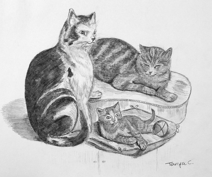 Cats