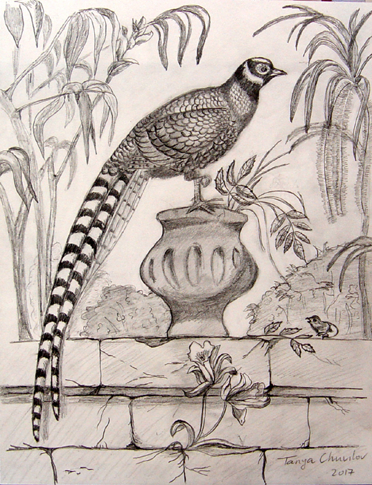 Peacock