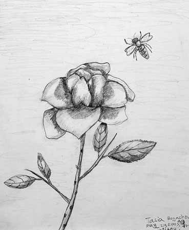 A_rose_and_a_bee