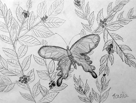 Butterfly