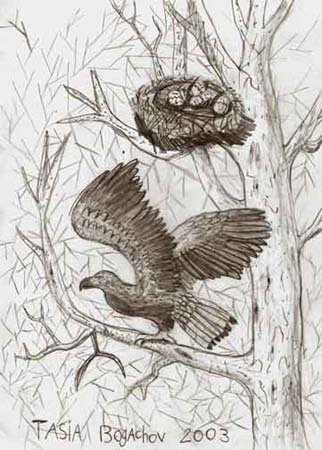 Eagle