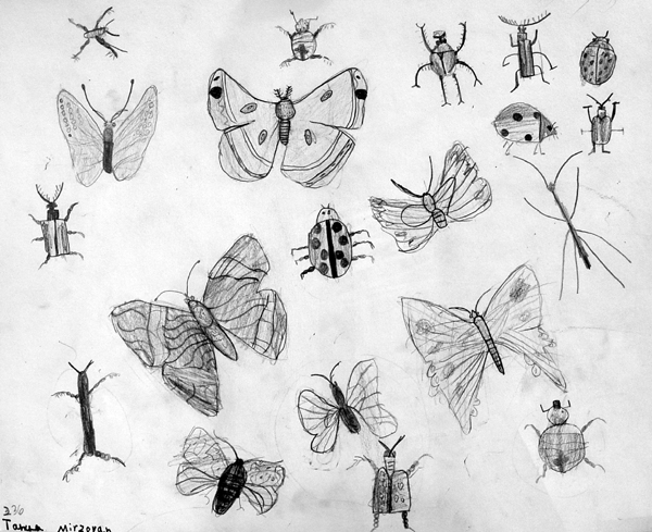 Insects