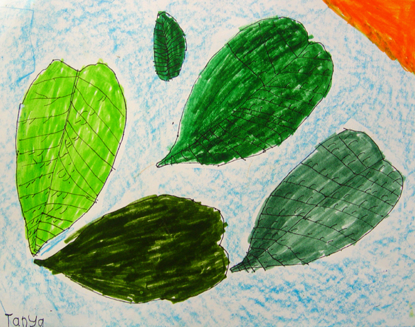 Leaves