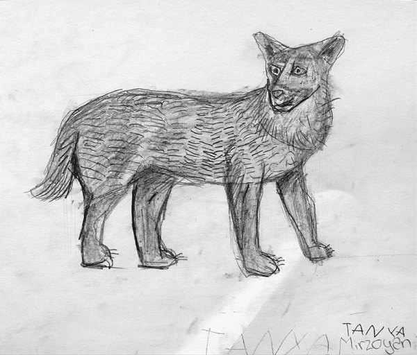Wolf