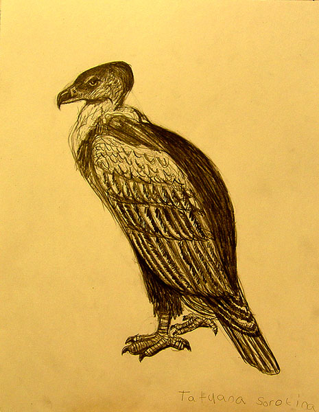 Bird