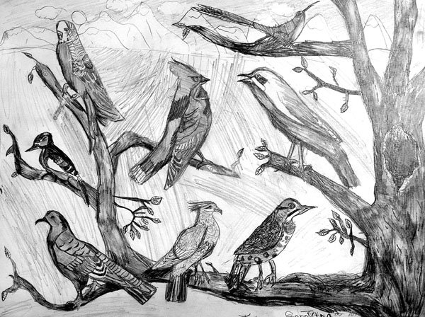 Birds