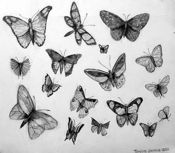 Butterflies