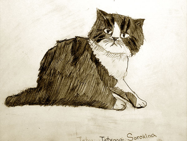 Cat