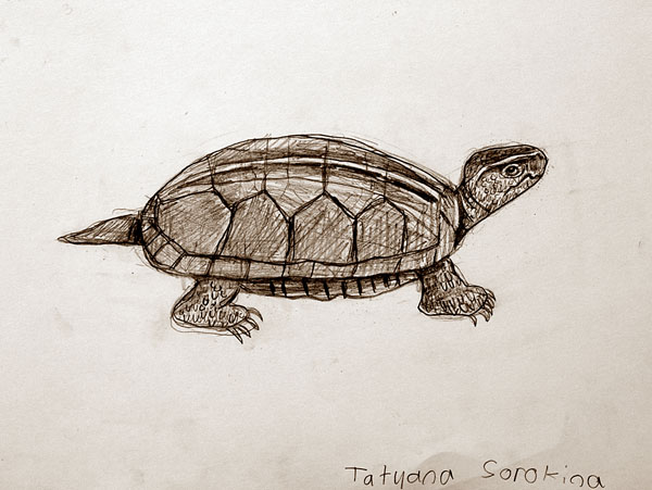 Turtle