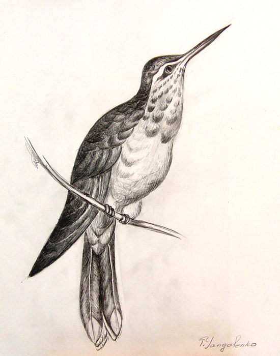 Bird
