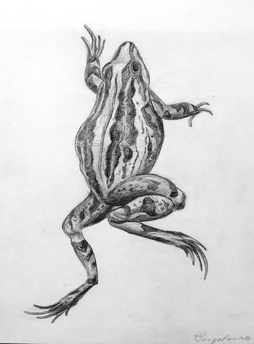 Frog