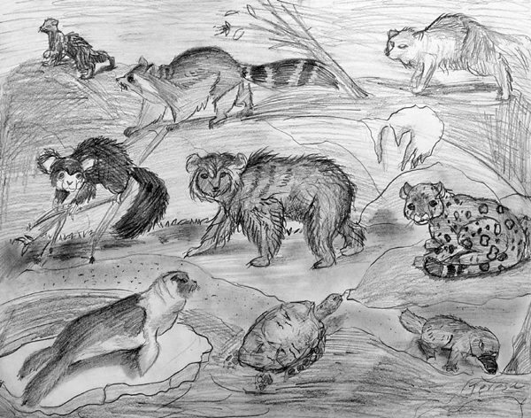 Animals