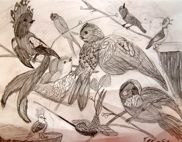 Birds