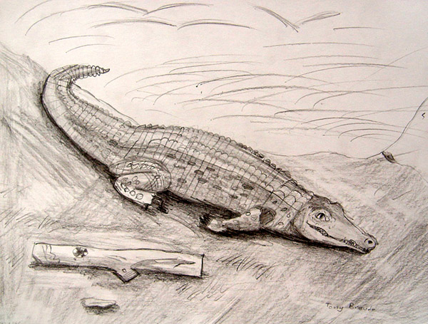 Crocodile