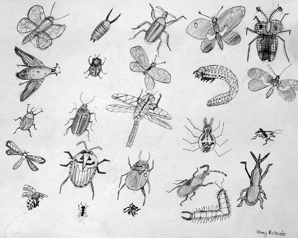 Insects