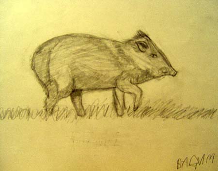 Pig