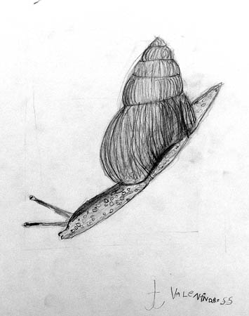 Agate_snail