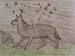 Volf